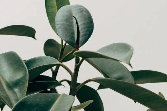 Каучуковый робуста эластина фикусы как различить фото How To Care For A Rubber Plant (Ficus Elastica) - Smart Garden Guide Fotoğrafçıl