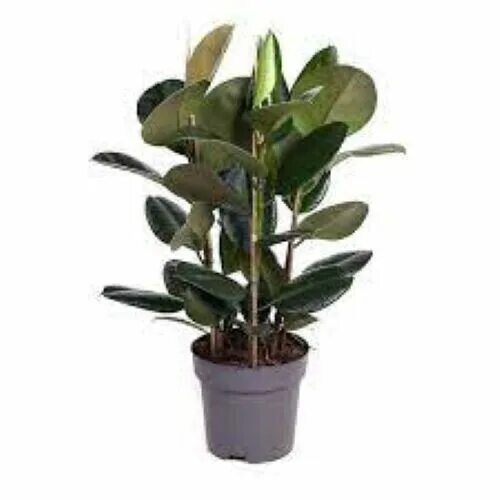 Каучуковый робуста эластина фикусы как различить фото Ficus elastica ( Rubber Tree ), 50 seeds eBay