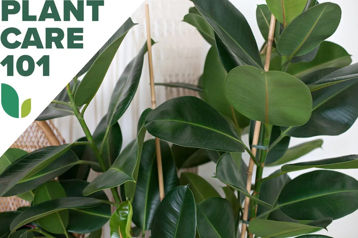 Каучуковый робуста эластина фикусы как различить фото Rubber Plant Care 101: Mastering This Trendy Indoor Tree - Bob Vila