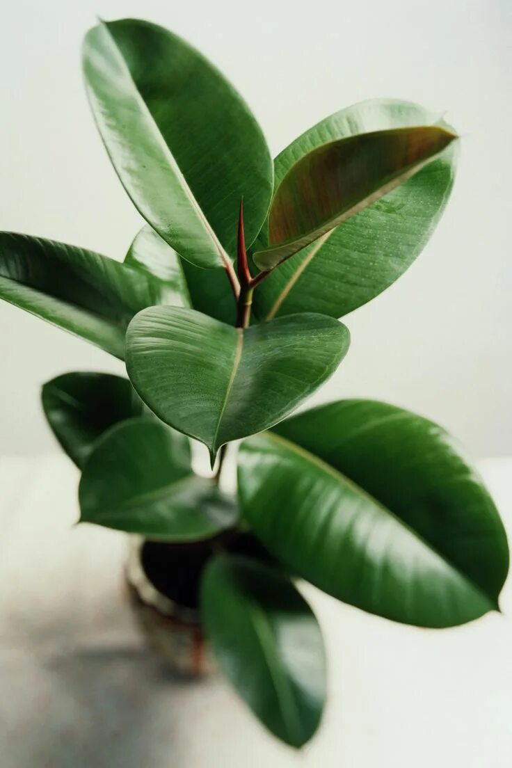 Каучуковый робуста эластина фикусы как различить фото These Hard-to-Kill Houseplants Are Great for Beginners House plants indoor, Best