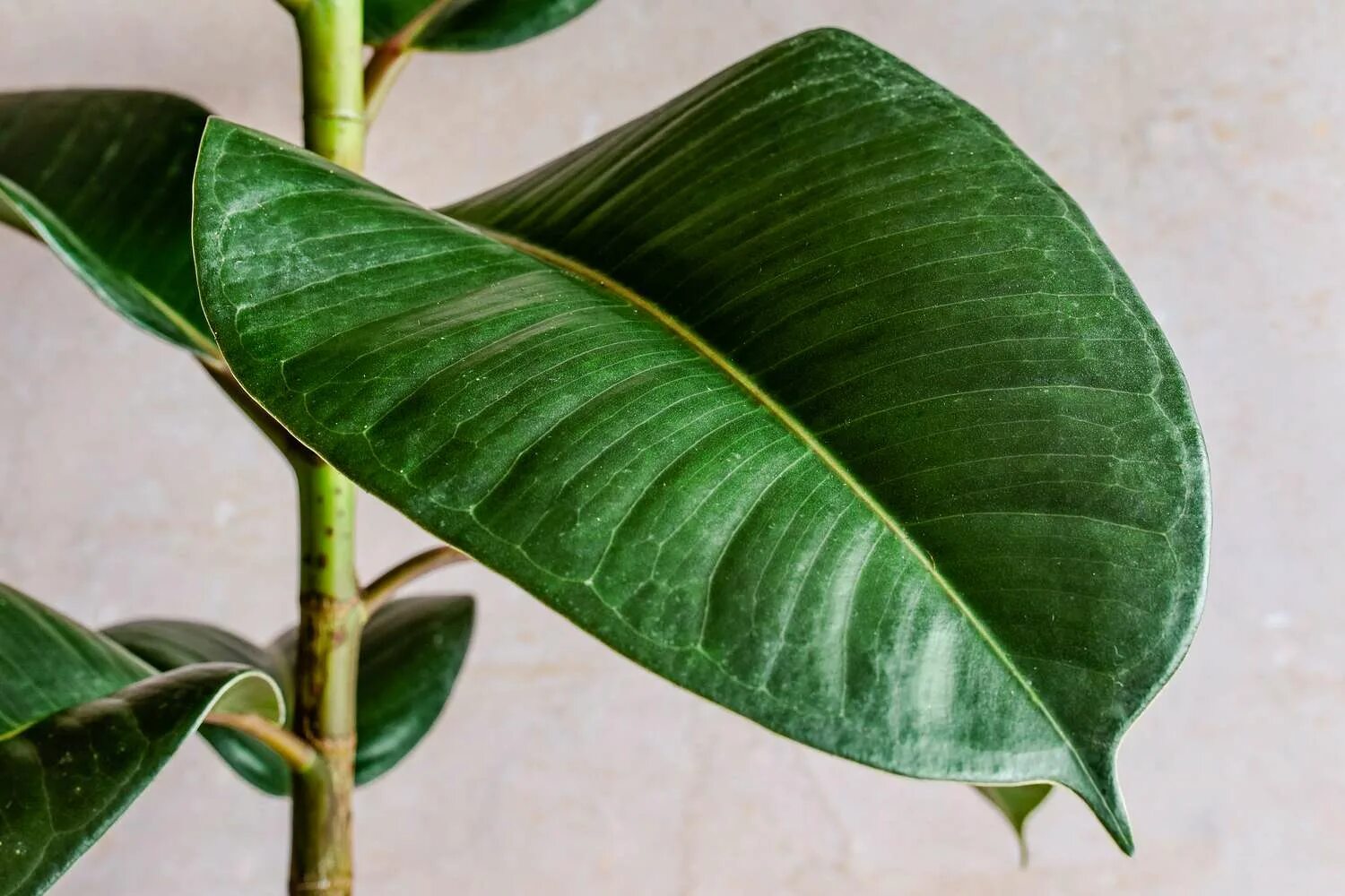 Каучуковый робуста эластина фикусы как различить фото Rubber Tree (Ficus Elastica): Indoor Growth and Care Tips