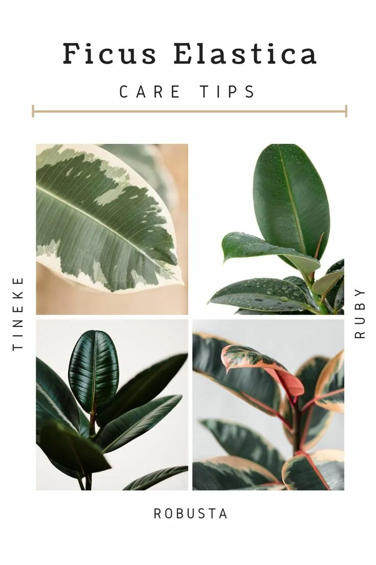 Каучуковый робуста эластина фикусы как различить фото How to care for Ficus Elastica rubber plant care tips Rubber plant care, Rubber 