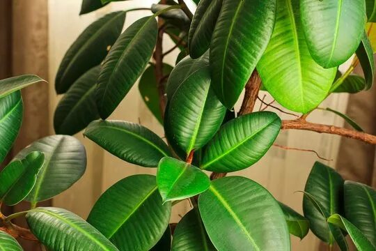 Каучуковый робуста эластина фикусы как различить фото Rubber Tree Houseplant Зображення - огляд 3,628 Стокові фото, векторні зображенн