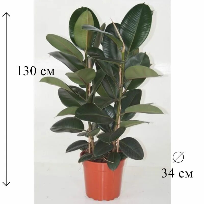 Каучуковый робуста эластина фикусы как различить фото Фикус Эластика Робуста 3 ств 34/130 см, 34 дм, 1 шт - купить по выгодной цене в 