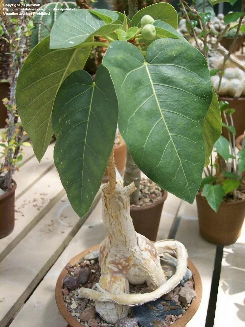 Каудексные фикусы фото и названия Ficus Palmieri Plants, Ficus, Botanical