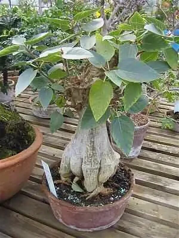 Каудексные фикусы фото и названия CAUDICIFORM Ficus petiolaris subsp. palmeri Planting succulents, Ficus, Cactus a