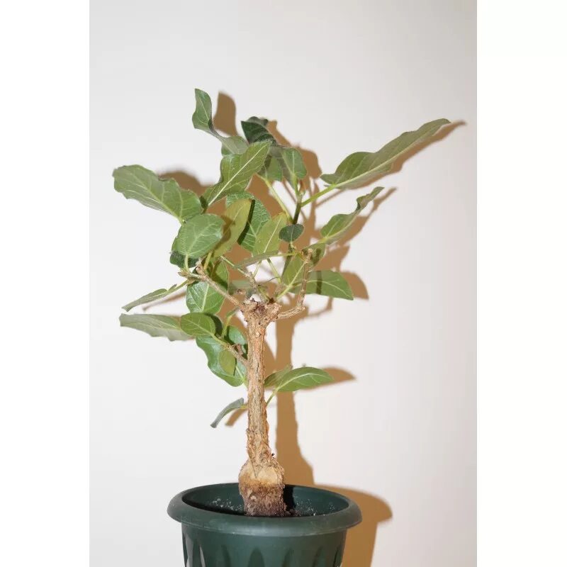 Каудексные фикусы фото и названия Ficus cordata (Фикус сердцевидный) 3шт Сбор 23г