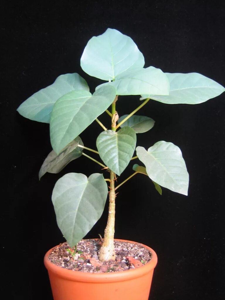 Каудексные фикусы фото и названия Фикус пальмера (Ficus palmeri) из черенка Raritet-plants