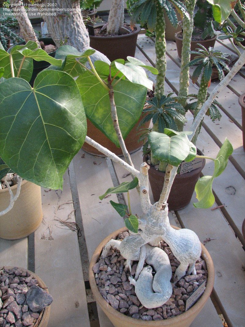 Каудексные фикусы фото и названия Ficus Abutilifolia