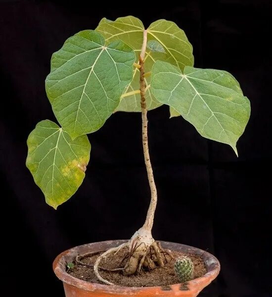 Каудексные фикусы фото и названия Ficus ABUTILIFOLIA или Фикус Абутилонолистный (семена)