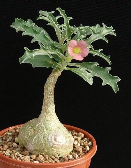 Каудексные растения комнатные фото и названия Pterodiscus Luridus Unusual plants, Weird plants, Plants