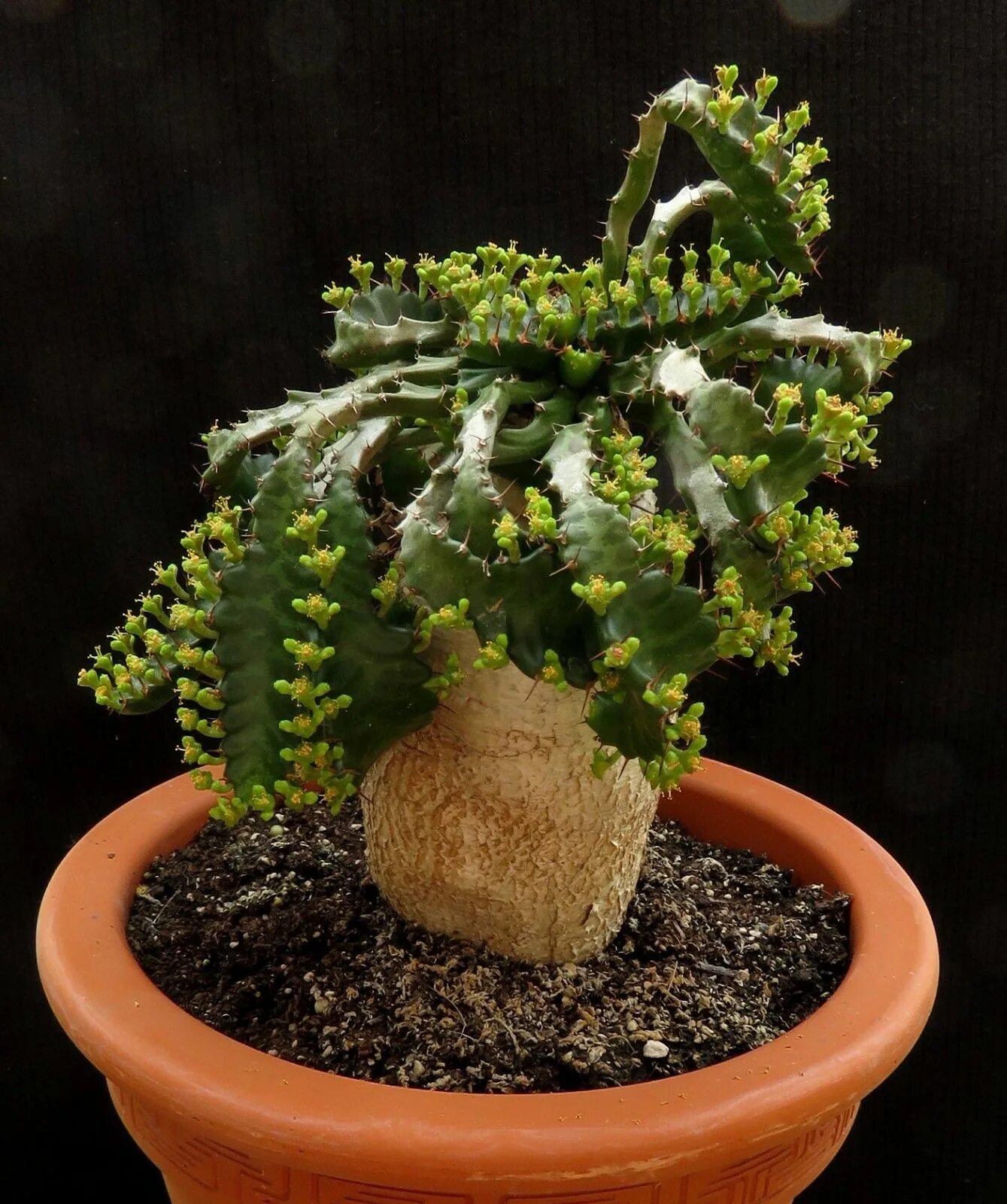 Каудексные растения комнатные фото и названия Euphorbia stellata,Caudex,Ariocarpus,Bulb eBay Planting succulents, Weird plants