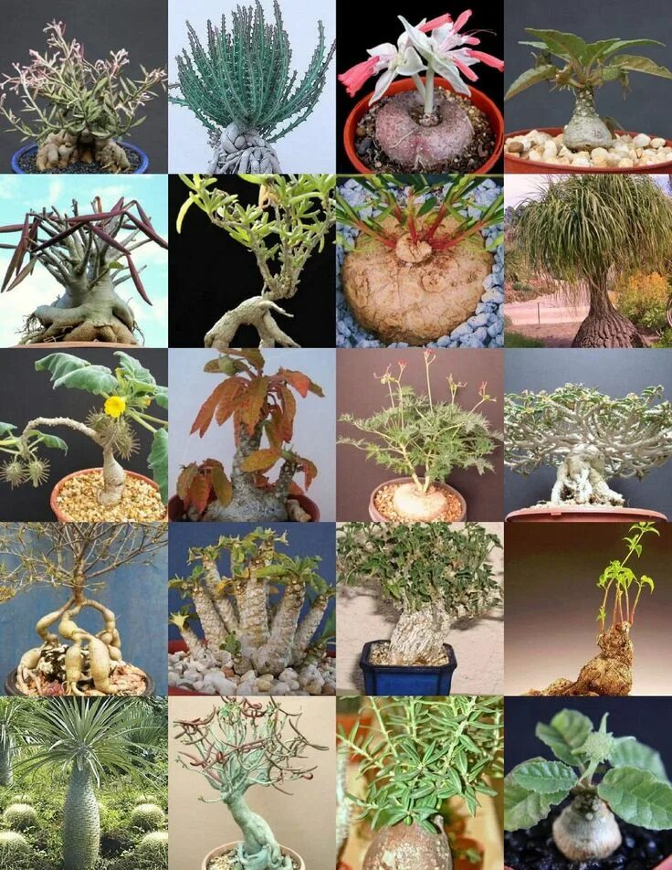 Каудексные растения комнатные фото и названия Caudex Plants Mix Rare Base Plant Exotic Caudiciform Succulents Bonsai 20 Seeds 