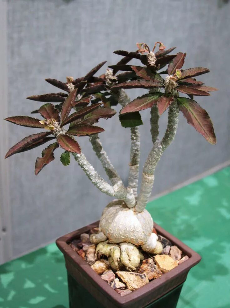 Каудексные растения комнатные фото и названия Resultado de imagen para euphorbia Planting succulents, Weird plants, Exotic pla