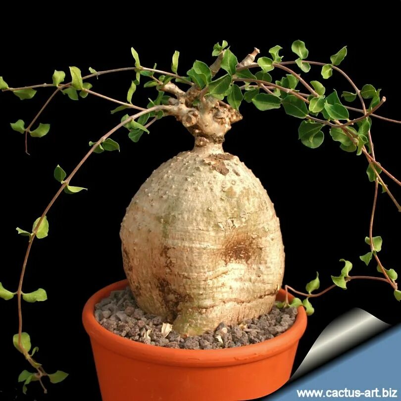 Каудексные растения комнатные фото и названия Extra Large Fockea edulis 2 - Google Search Fat plants, Planting succulents, Exo