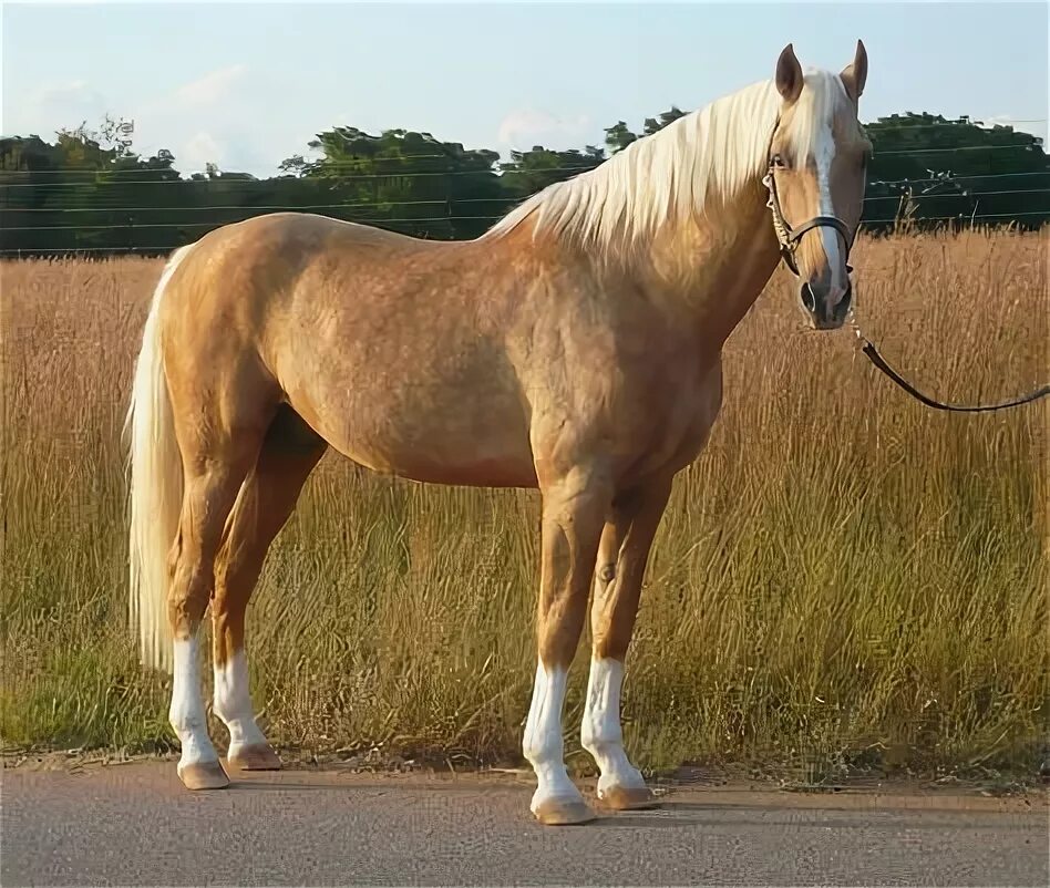 Каурая лошадь фото palomino pony - Yahoo Image Search Results Horses, Palomino horse, Beautiful hor