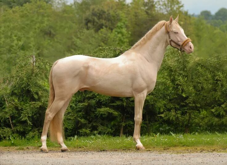 Каурая лошадь фото Kambarbay (akhal teke stallion). Wish I could see one in person. Akhal teke hors