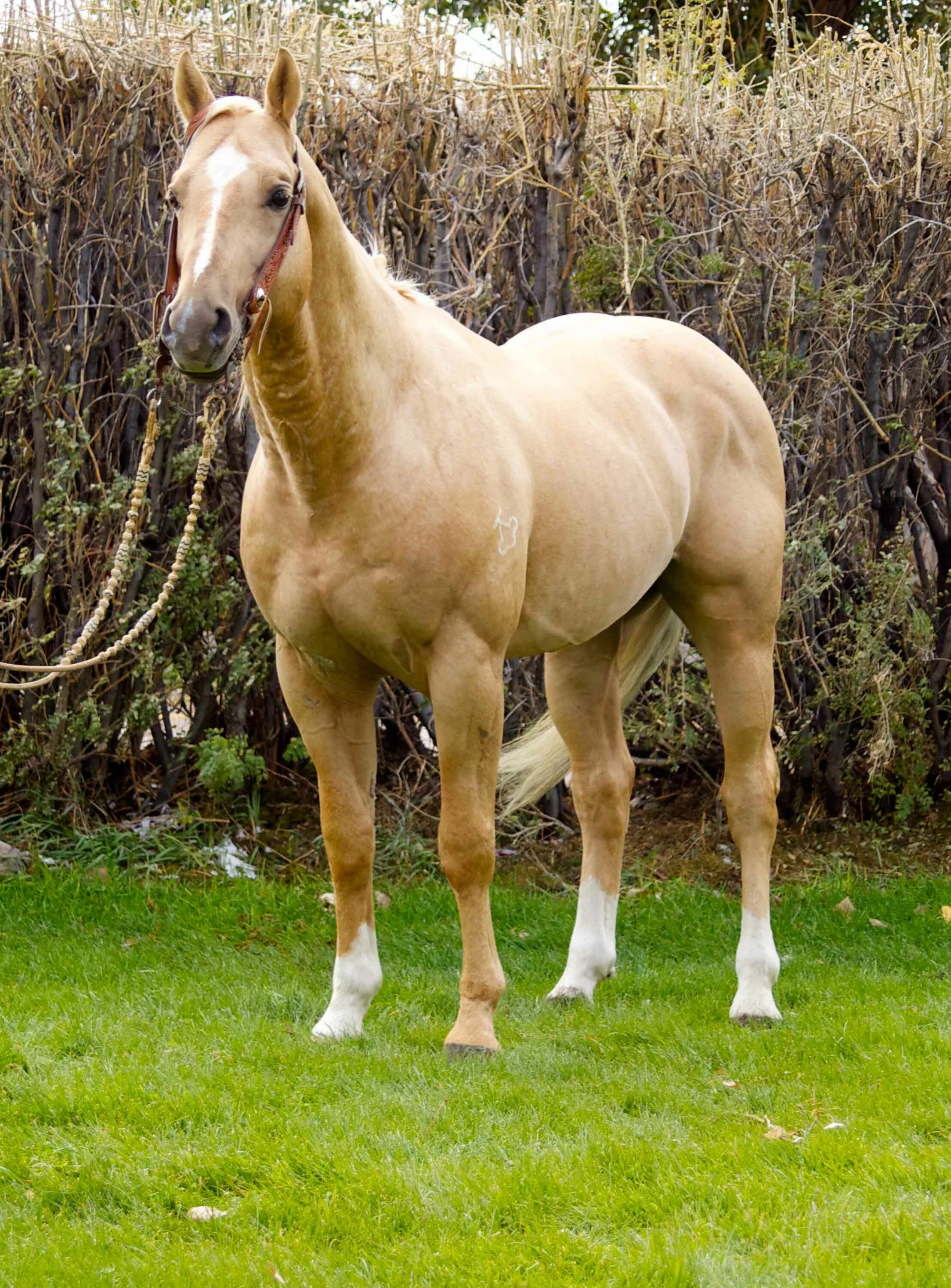 Каурая лошадь фото Pin on HORSES