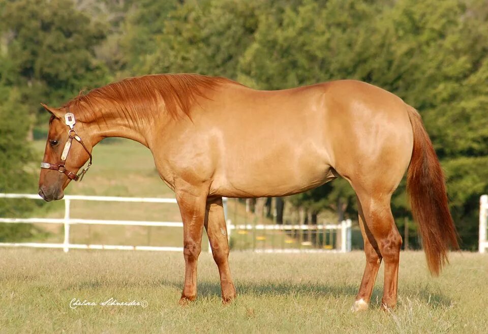 Каурая лошадь фото Pin on Horses - Fire