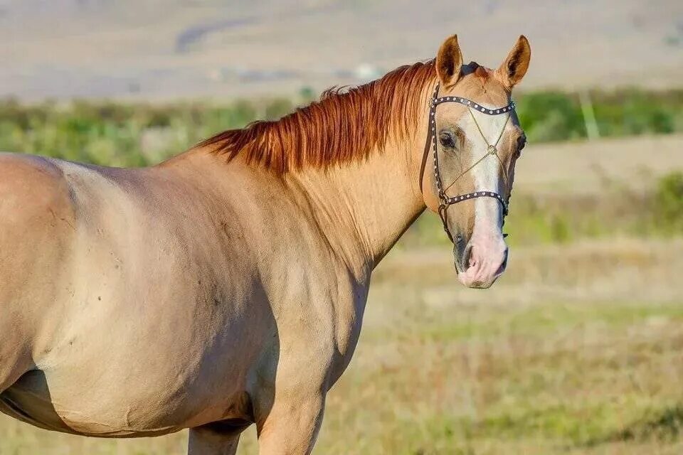 Каурая лошадь фото dorj / teri "каурой масти; светло-бежевый" * dorjan / tеrjan "лошадь каурой маст