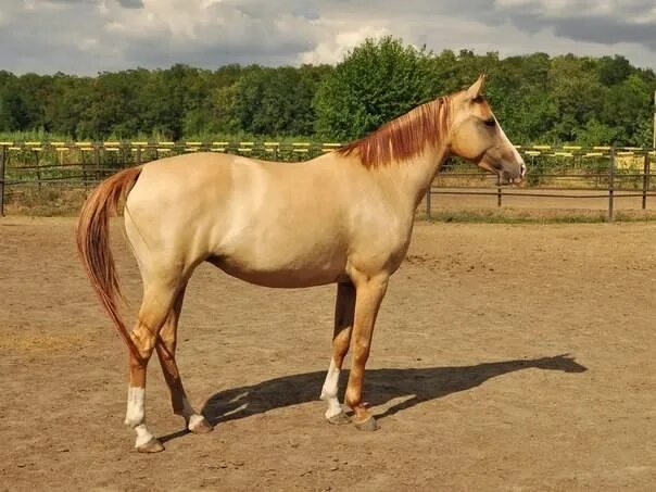 Каурая лошадь фото 11/15 Масть 2018 E.S.C."Contry of horse " ВКонтакте