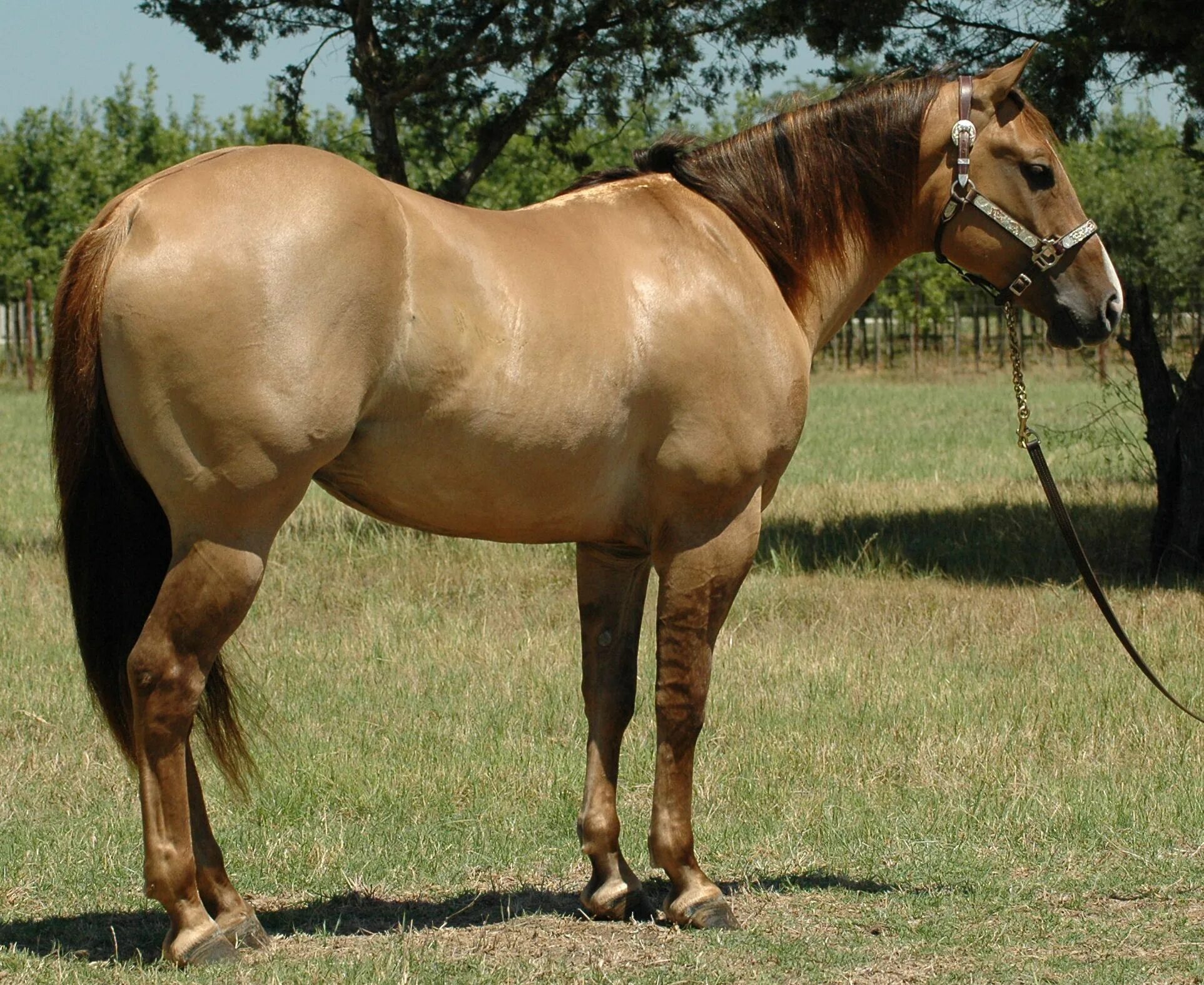 Каурая лошадь фото Dun horse, Horses, Horse coloring