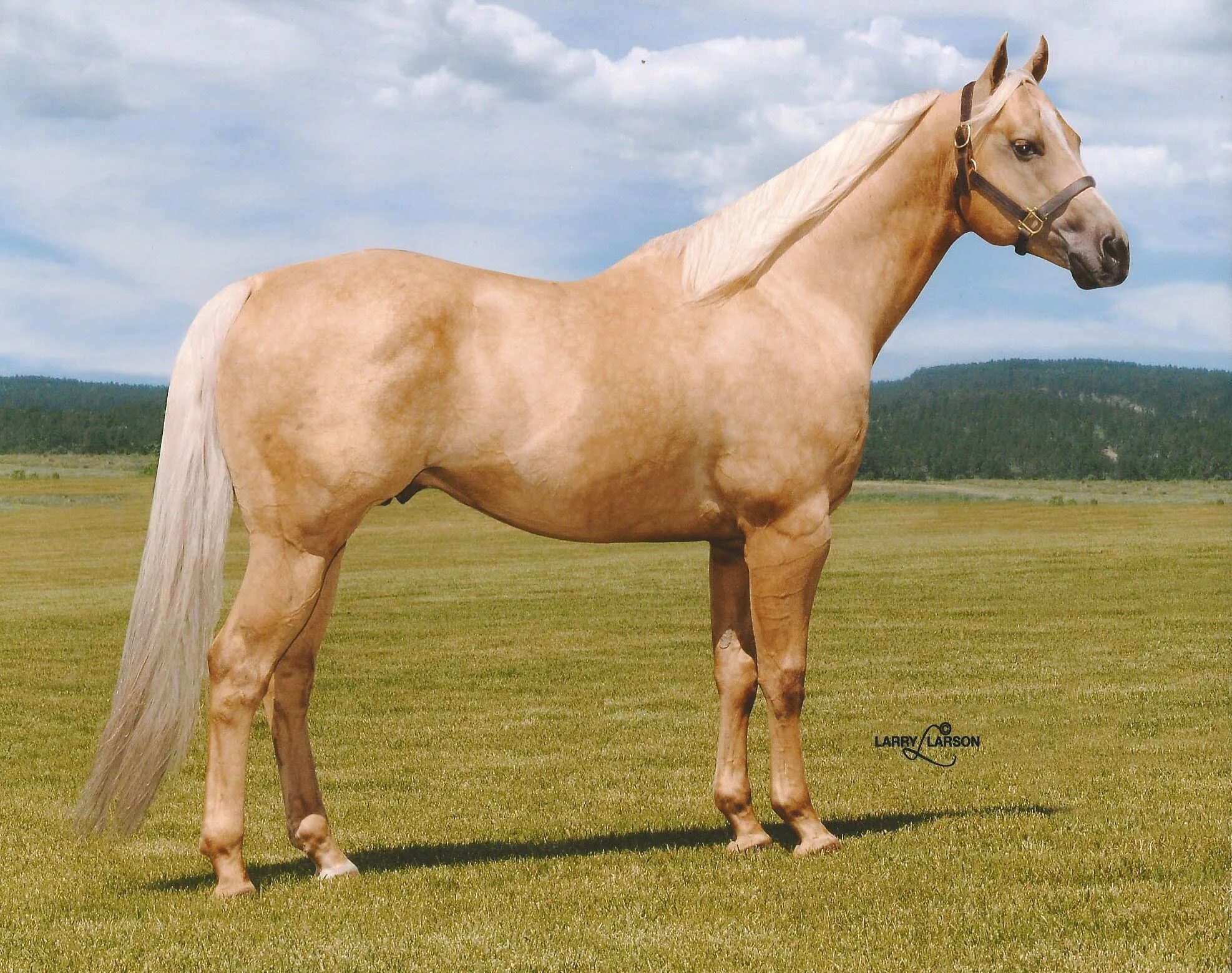 Каурая лошадь фото Palomino Quarter Horse Stallion