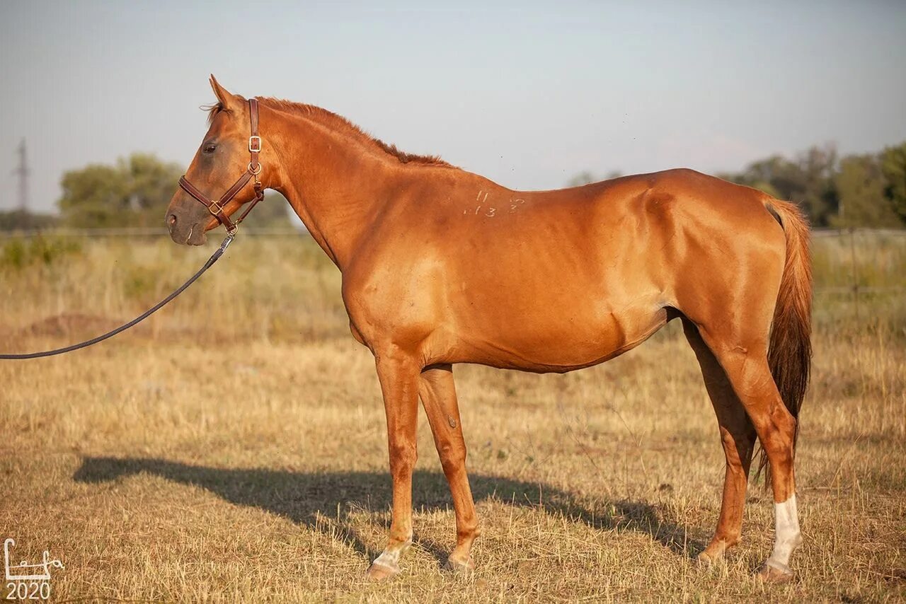 Каурая лошадь фото Пин на доске Don Horse (Донские лошади)