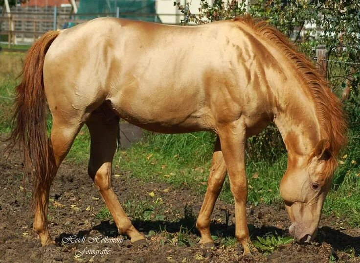 Каурая лошадь фото The amazing shimmer of SW Champagne Fantasy, a gold champagne Quarter Horse stal