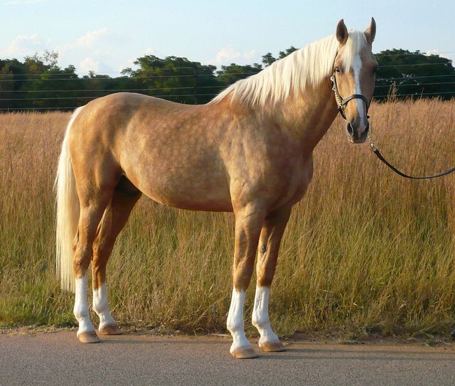 Каурая масть лошади фото Napoleon - Palomino Part Saddlebred Stallion in South Africa