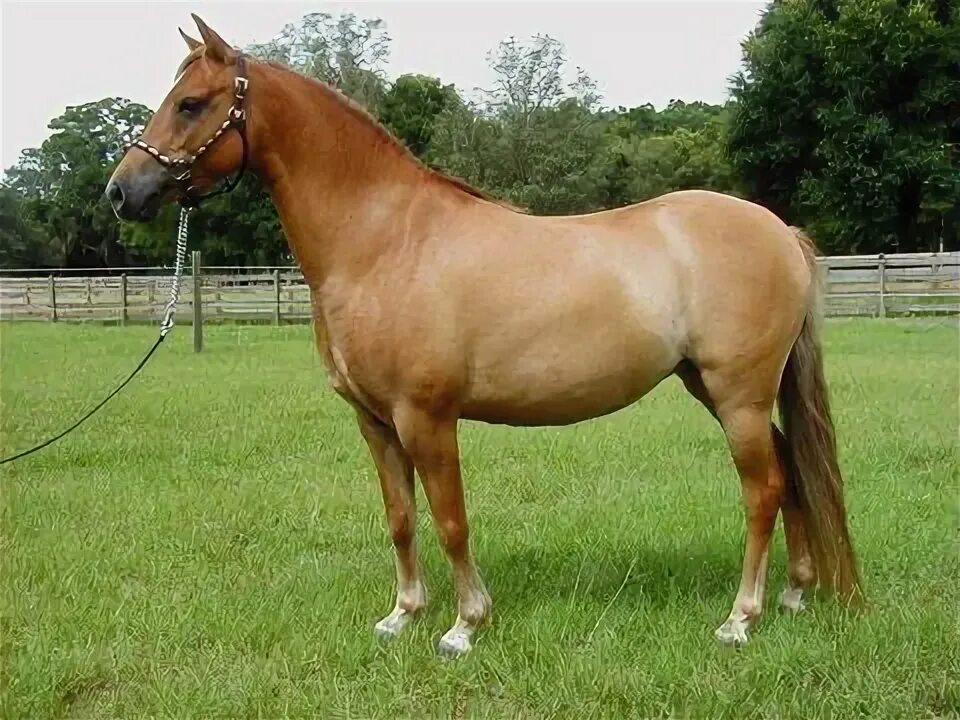 Каурая масть лошади фото Morgan Gelding, Dark Palomino. The Silver Dapple Gene Doesn't Affect C98