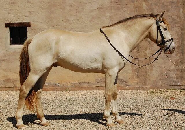 Каурая масть лошади фото Firefox - Amber Champagne Colt - South Africa Horses, Horse coat colors, Beautif