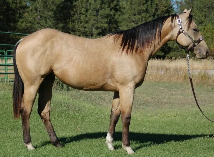 Каурая масть лошади фото Le Blazer, un cheval unique en son genre Photos de chevaux, Quarter horse, Paint