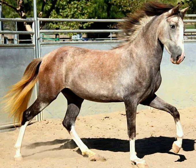 Кауровая масть лошади фото Rose Grey Horse - Facts you should know Grey horse, Most beautiful horses, Beaut