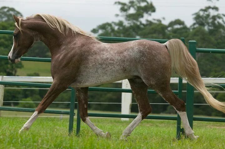 Кауровая масть лошади фото MP Cimarron Caballos de exhibición, Amor caballo, Fotos de caballos hermosos