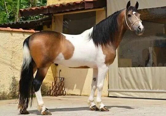 Кауровая масть лошади фото tickled-fancy Horses, Pretty horses, Horse breeds