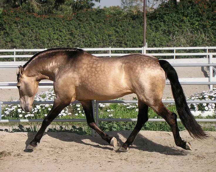 Кауровая масть лошади фото Lavrador, a buckskin Puro Sangue Lusitano stallion. Shows some faint sooty marki