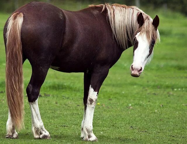 Кауровая масть лошади фото flaxen liver sabino Horses, Pretty horses, Chestnut horse