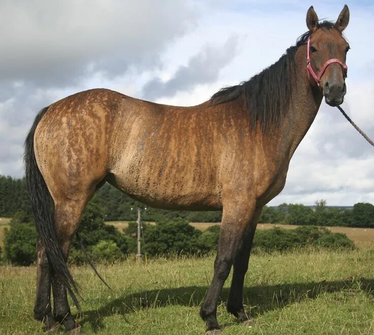 Кауровая масть лошади фото A heritable form of brindle discovered in horses Brindle horse, Horses, Rare hor