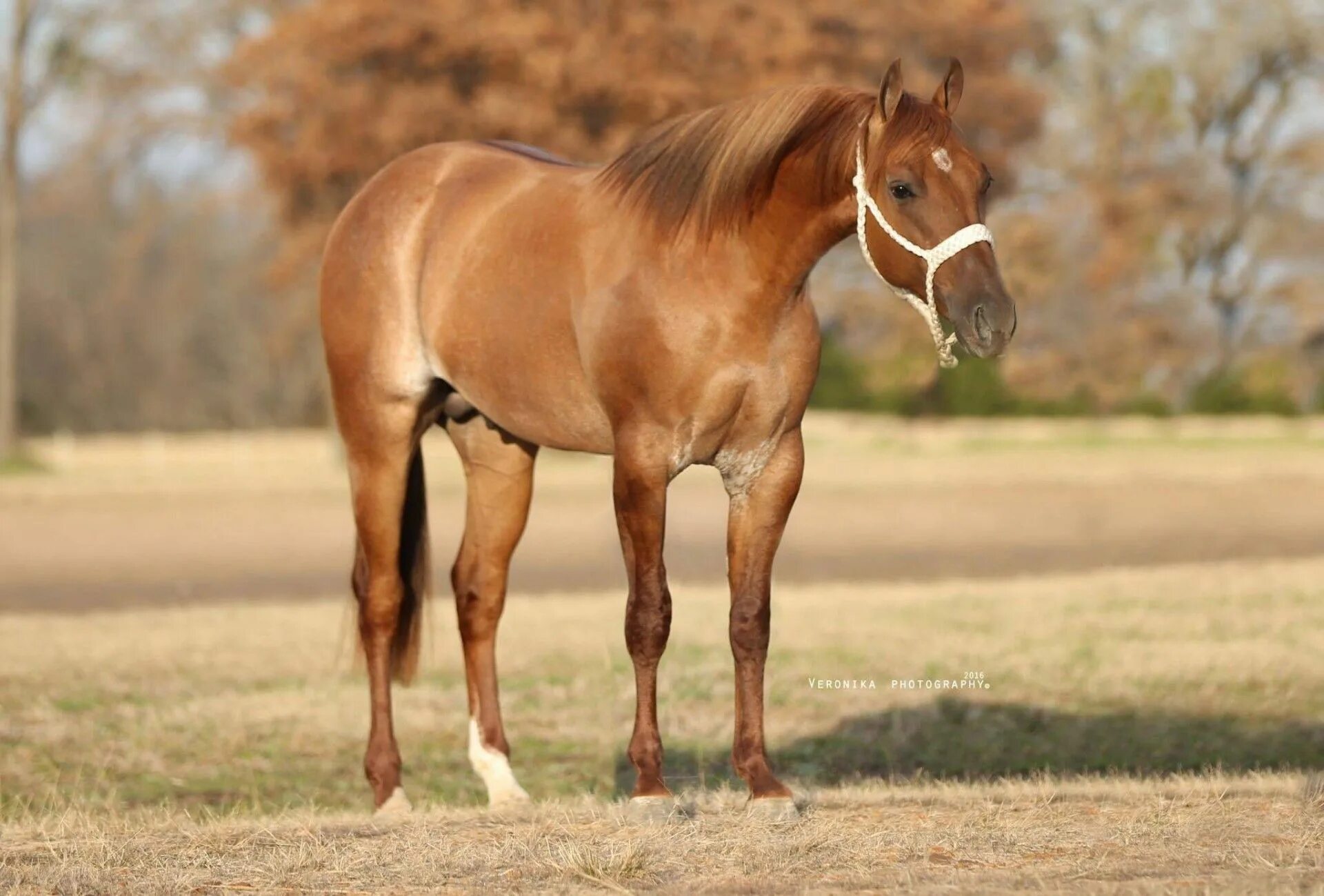 Каурый цвет лошади фото Pin by Des on Equine Love Beautiful horses, American quarter horse, Horse world