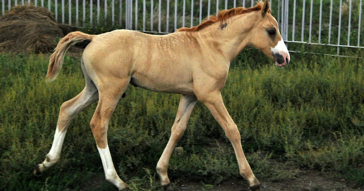 Каурый цвет лошади фото Галияр - лошади - конный рынок - equestrian.ru