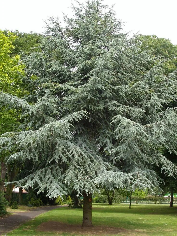 Кедр атласский в крыму фото и описание cedrus atlantica Trees to plant, Blue atlas cedar, Landscape trees