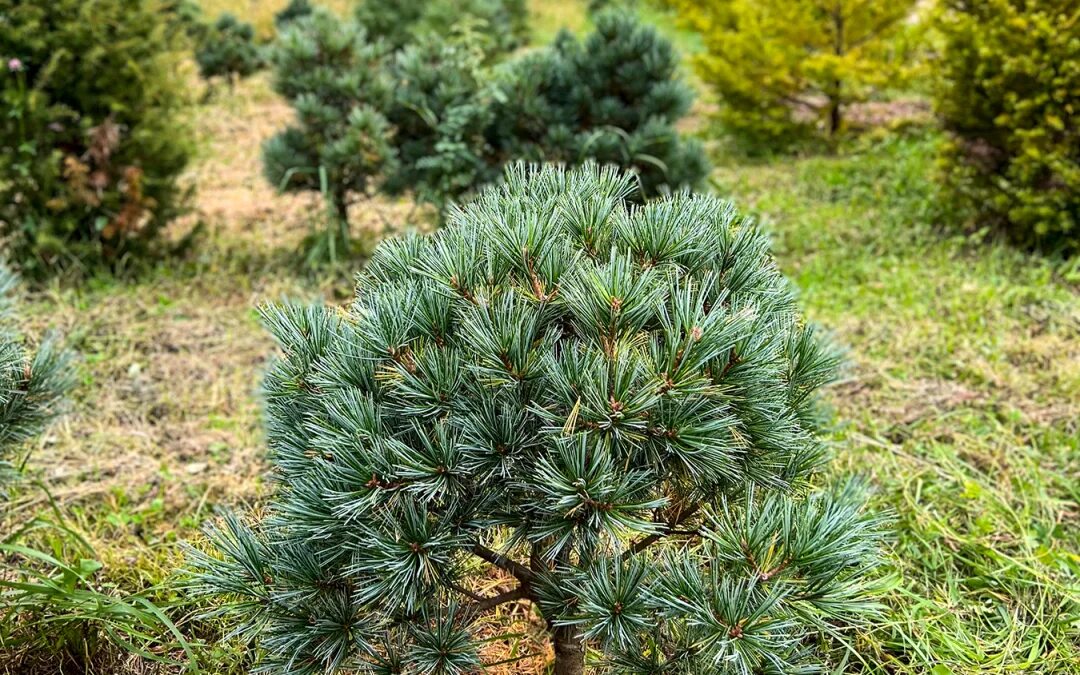 Кедр декоративный фото Pinus koraiensis