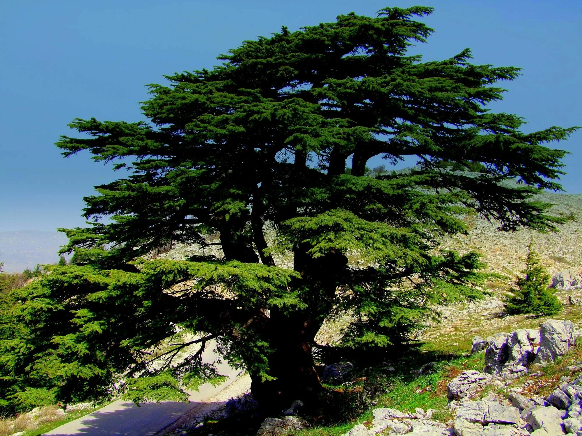 Кедр дерево фото Cedrii lui Dumnezeu Cedar trees, Cedar forest, Lebanon cedar