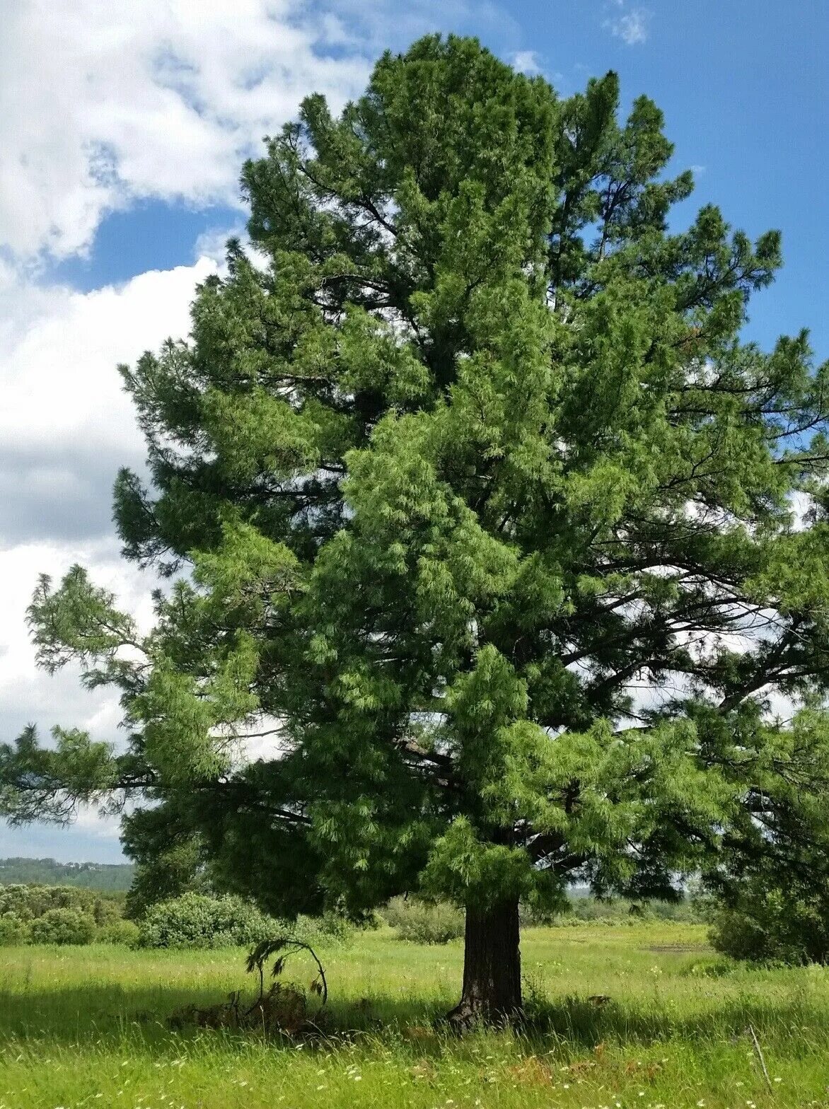 Кедр дерево фото Pinus Sibirica семена, кедр graines, сибирского кедра, бесплатная доставка eBay