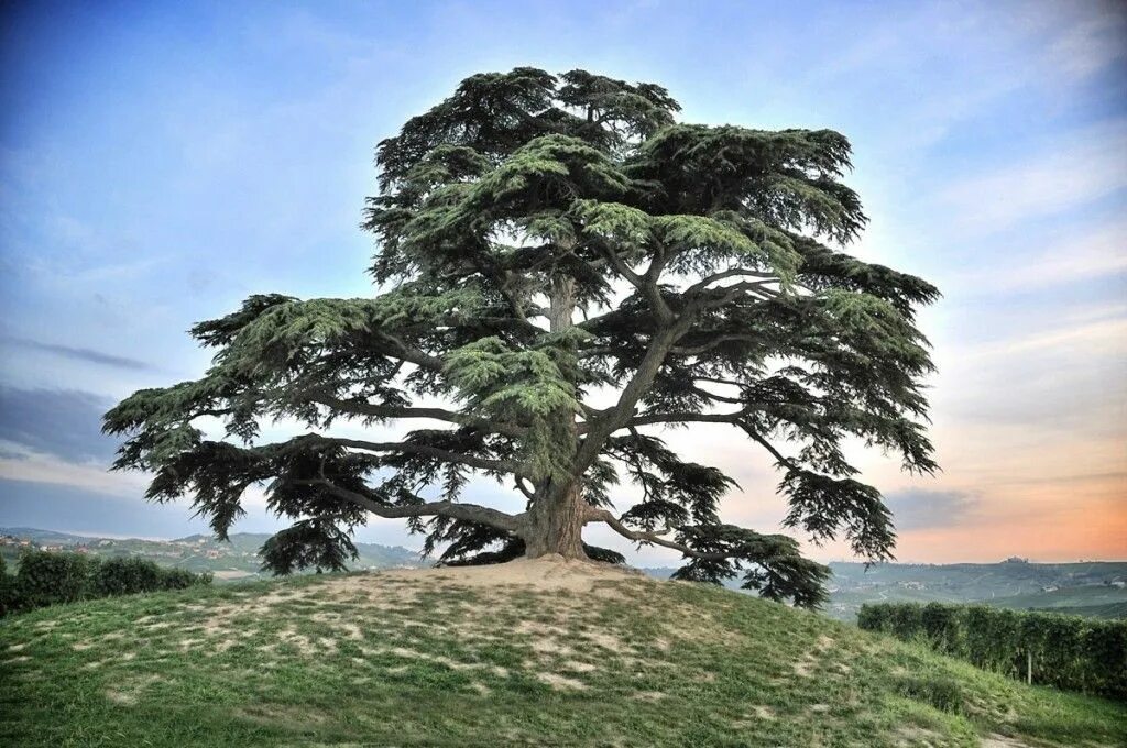 Кедр дерево фото Langhe. .CEDRO DEL LIBANO! !! NON SONO MONASTERI !!! Questo è un monumento x noi