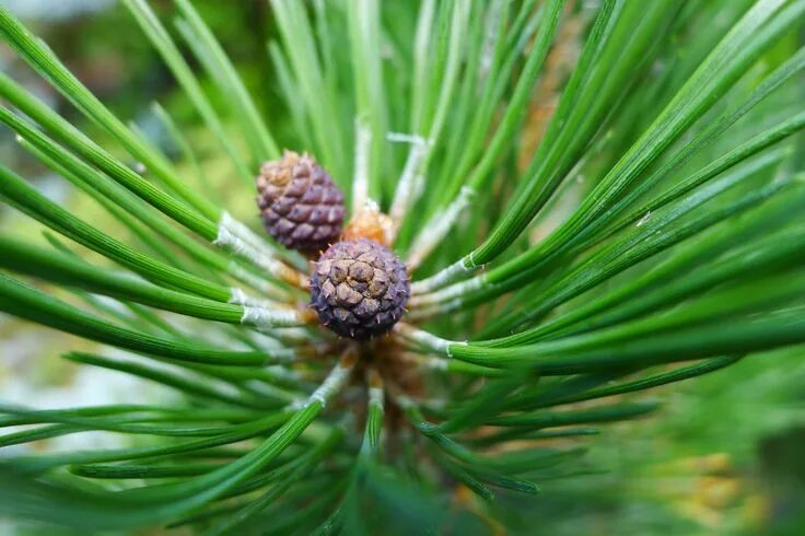 Кедр листья фото How to identify pine trees (picture courtesy of Wiki Commons) Evergreen, Conifer