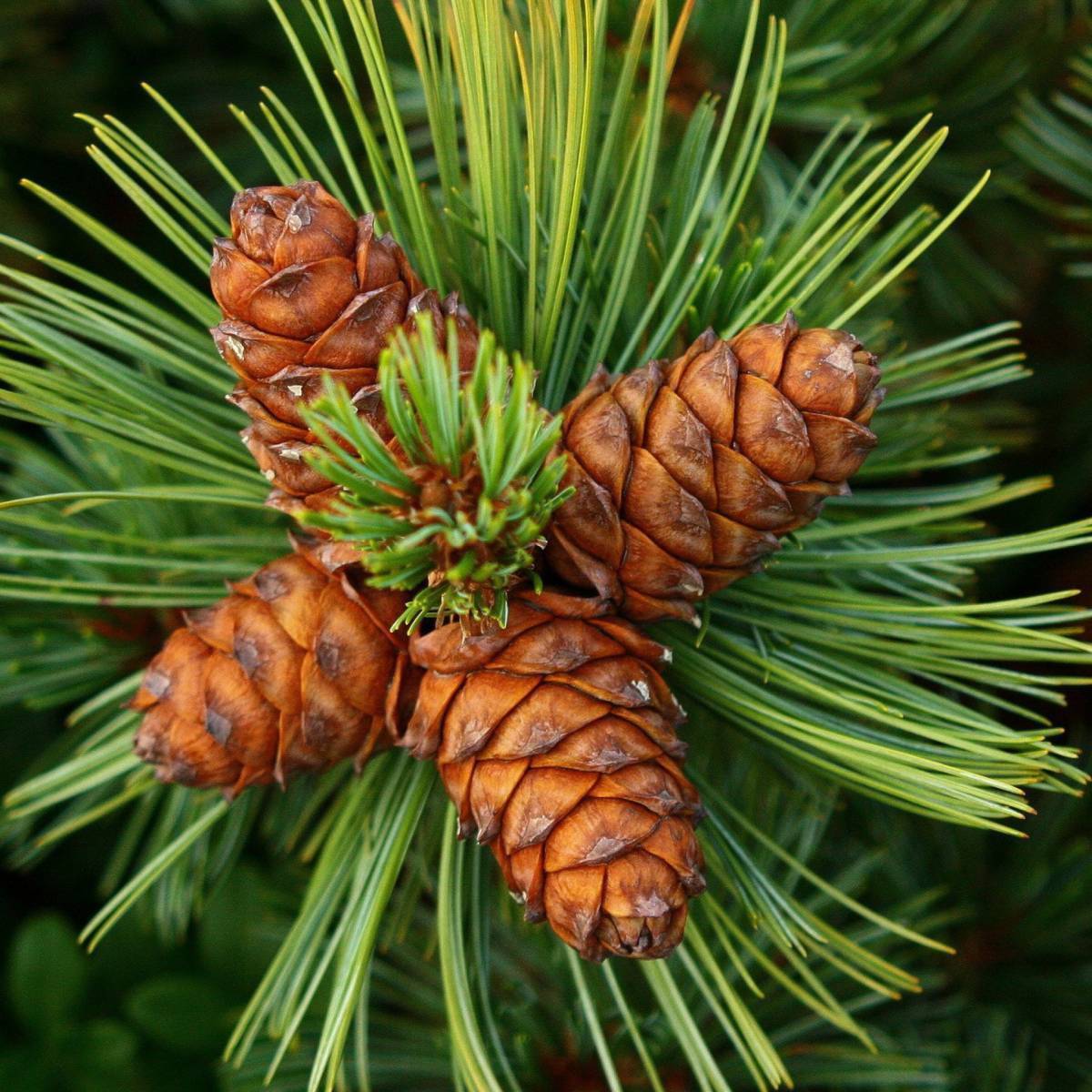 Кедр листья фото Ароматизатор Natural Cedarwood (Натуральный кедр) - купить по выгодной цене EZCA