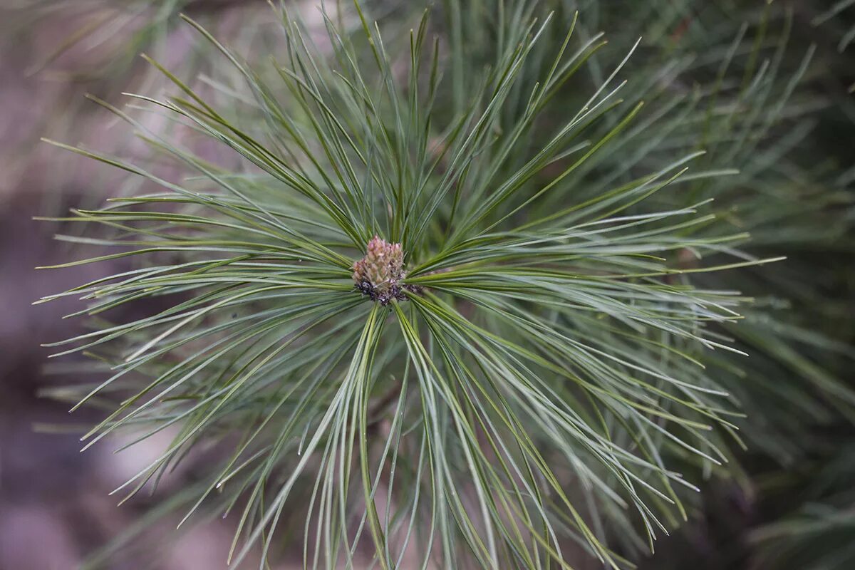 Кедр листья фото Pinus sibirica - Изображение особи - Плантариум