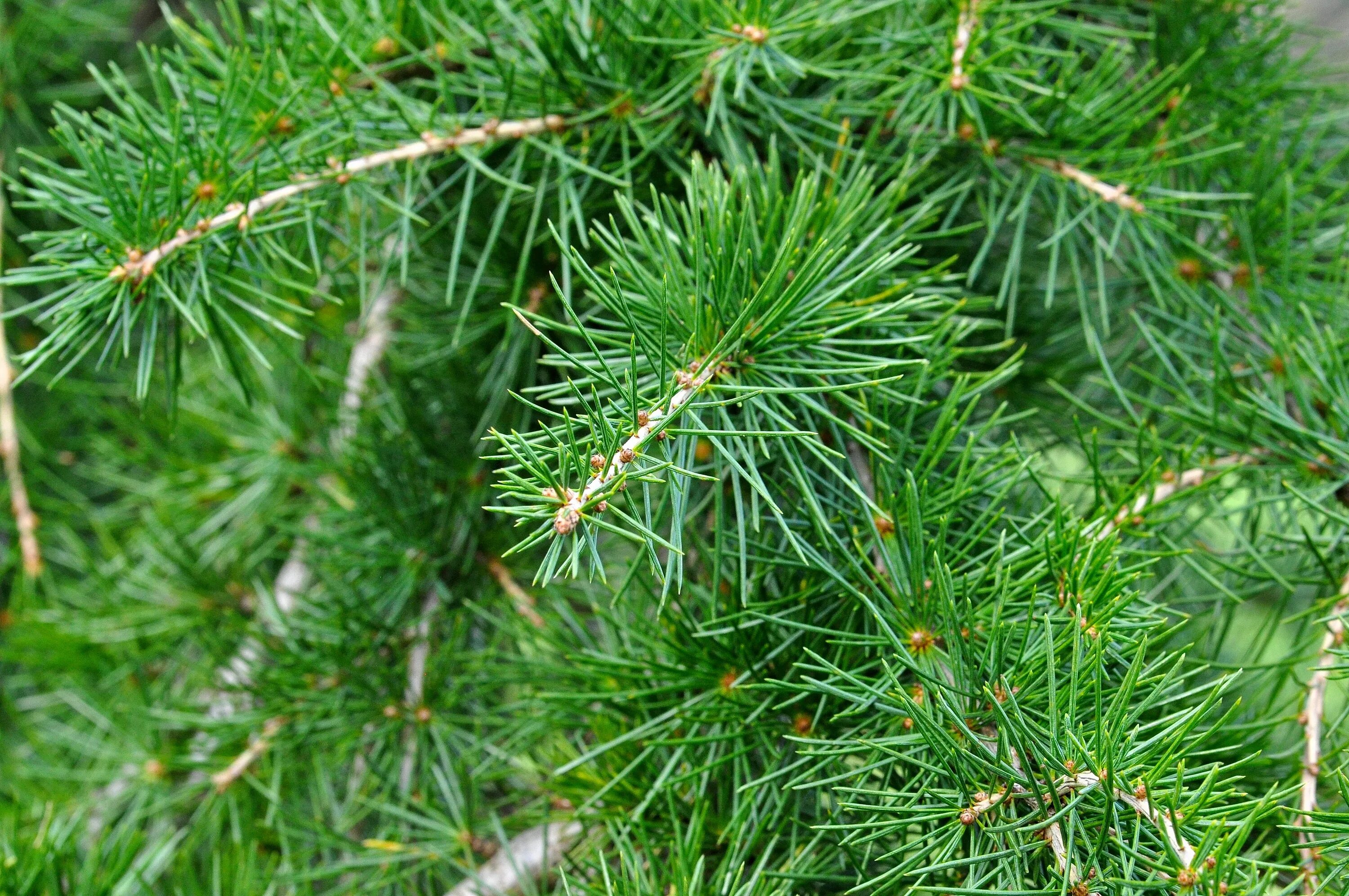 Кедр листья фото Free Images : tree, nature, needle, flower, macro, evergreen, botany, fir, twig,